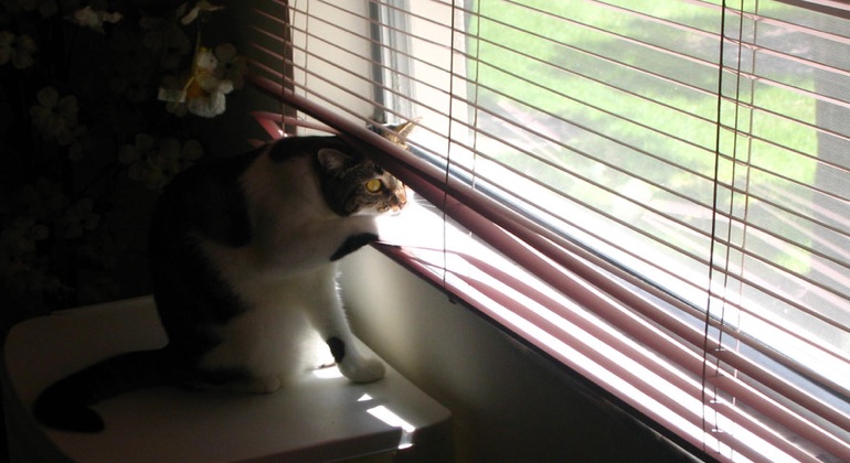 Cat looking through aluminum blinds in Honolulu.